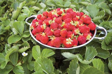 Growing Day-Neutral Strawberries Image